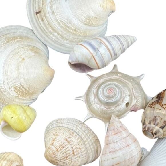 Natural Seashell Various Types and Sizes Harvested 1980s MIxed Lot of 16 Shells - Picture 2 of 3